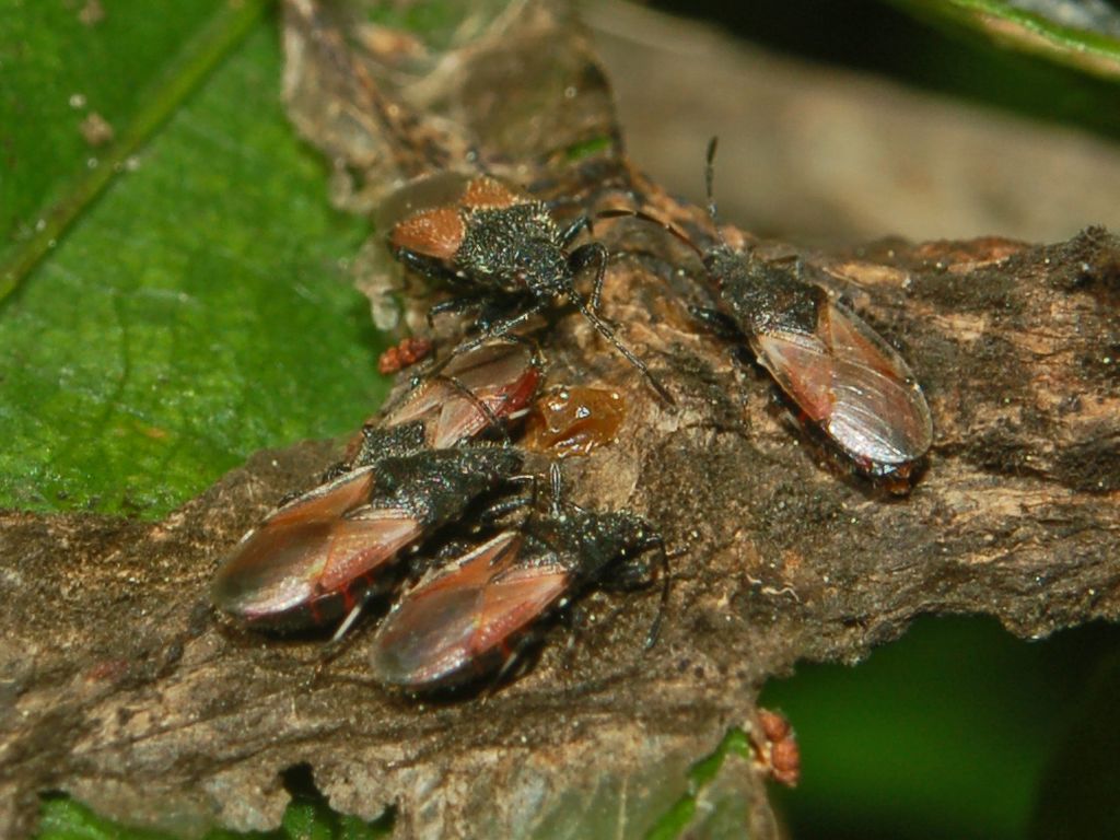 Neanidi di Pyrrhocoris apterus?